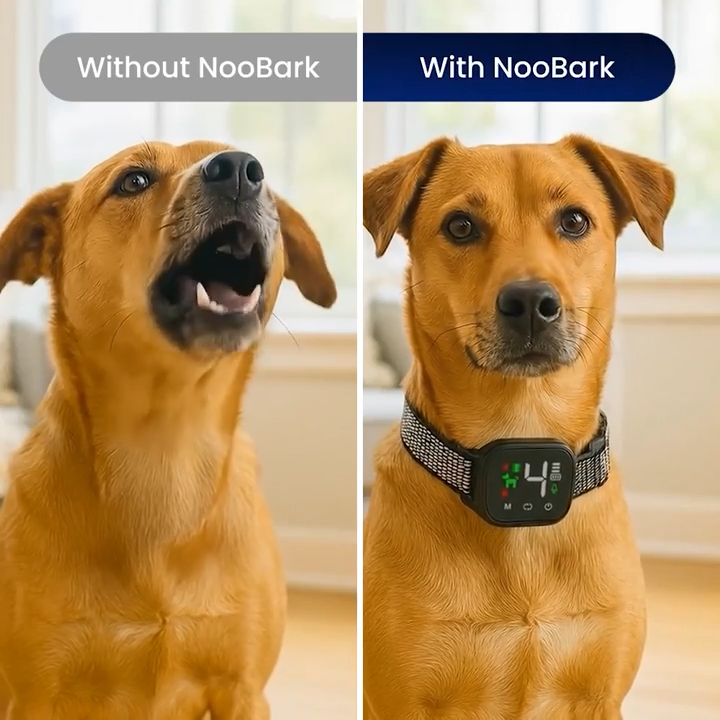 Anti-bark collar